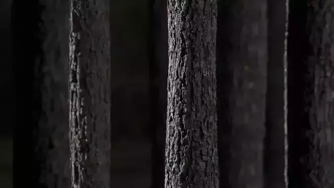 Tree bark Texture