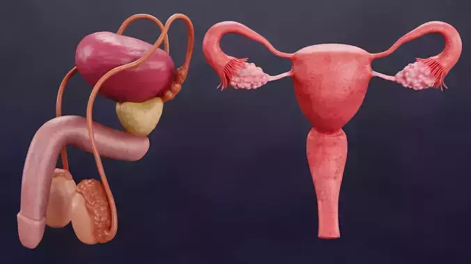 Male and Female Reproductive System Set - Human Anatomy