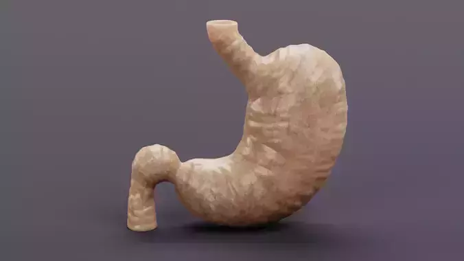 Stomach - Realistic Human Anatomy