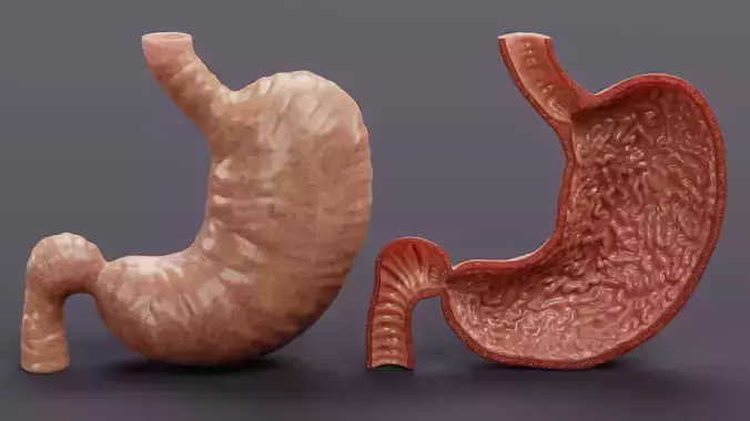 Stomach and Stomach Cross-Section Set - Realistic Human Anatomy 