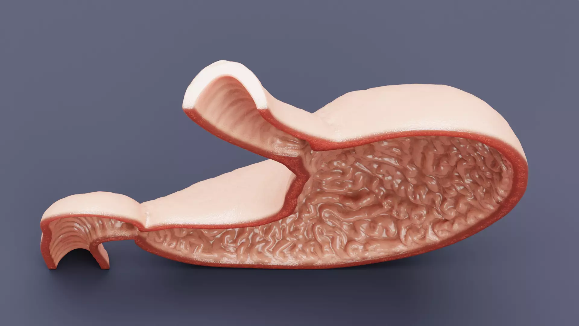 Stomach Cross-Section - Realistic Human Anatomy 3D model_6