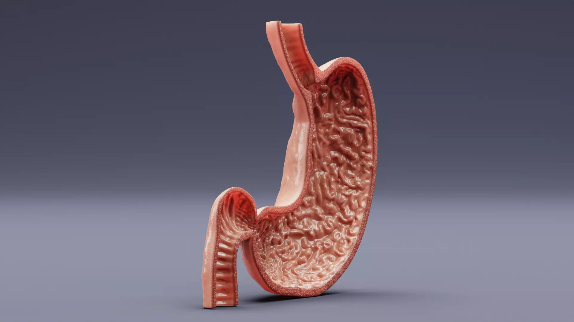 Stomach Cross-Section - Realistic Human Anatomy 3D model_1