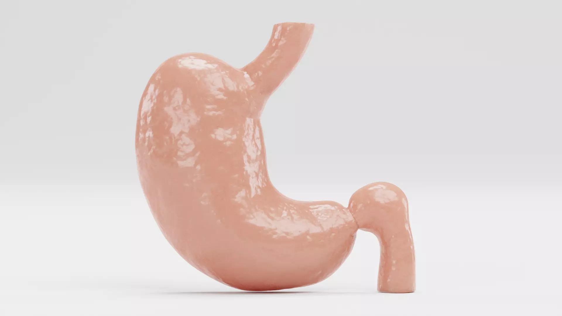 Stomach Cross-Section - Realistic Human Anatomy 3D model_10