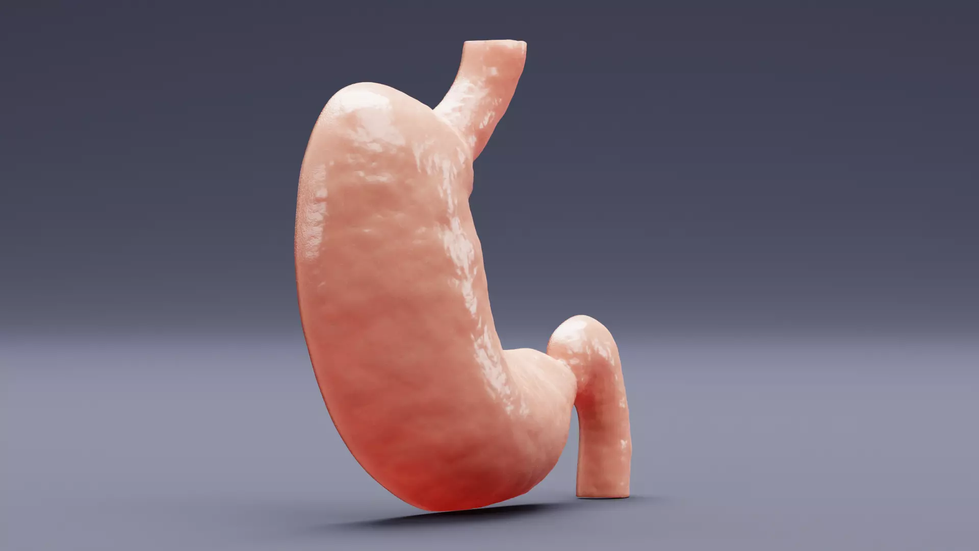 Stomach Cross-Section - Realistic Human Anatomy 3D model_4