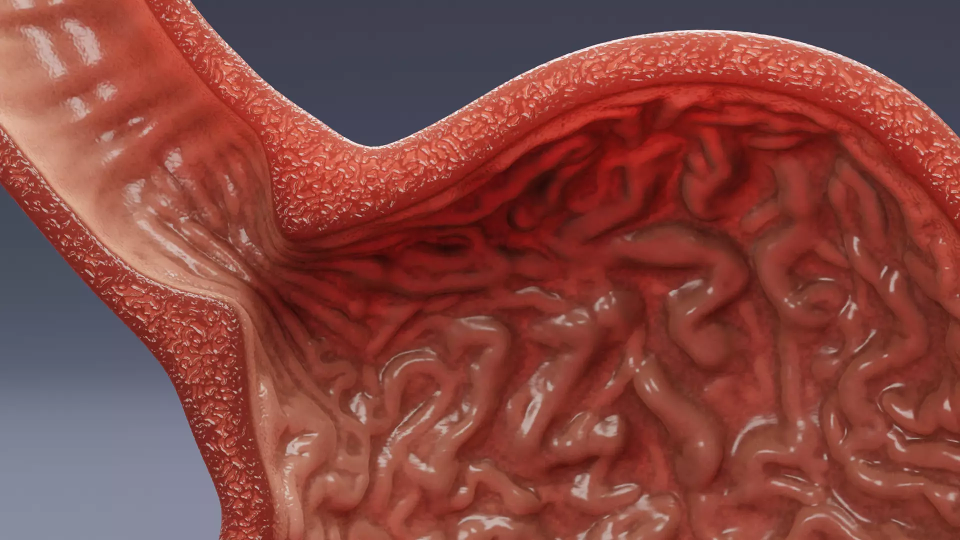 Stomach Cross-Section - Realistic Human Anatomy 3D model_7
