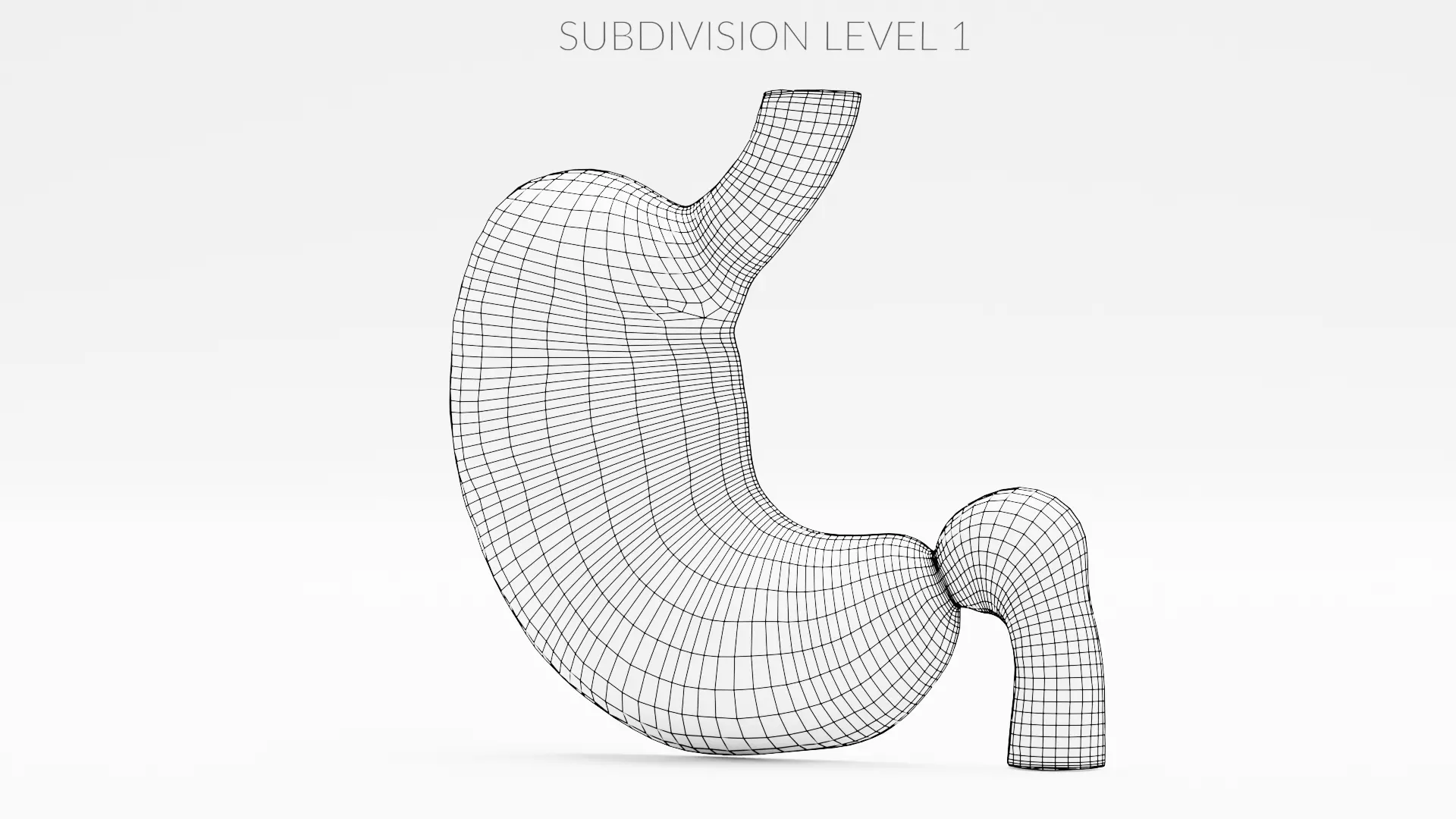 Stomach Cross-Section - Realistic Human Anatomy 3D model_16