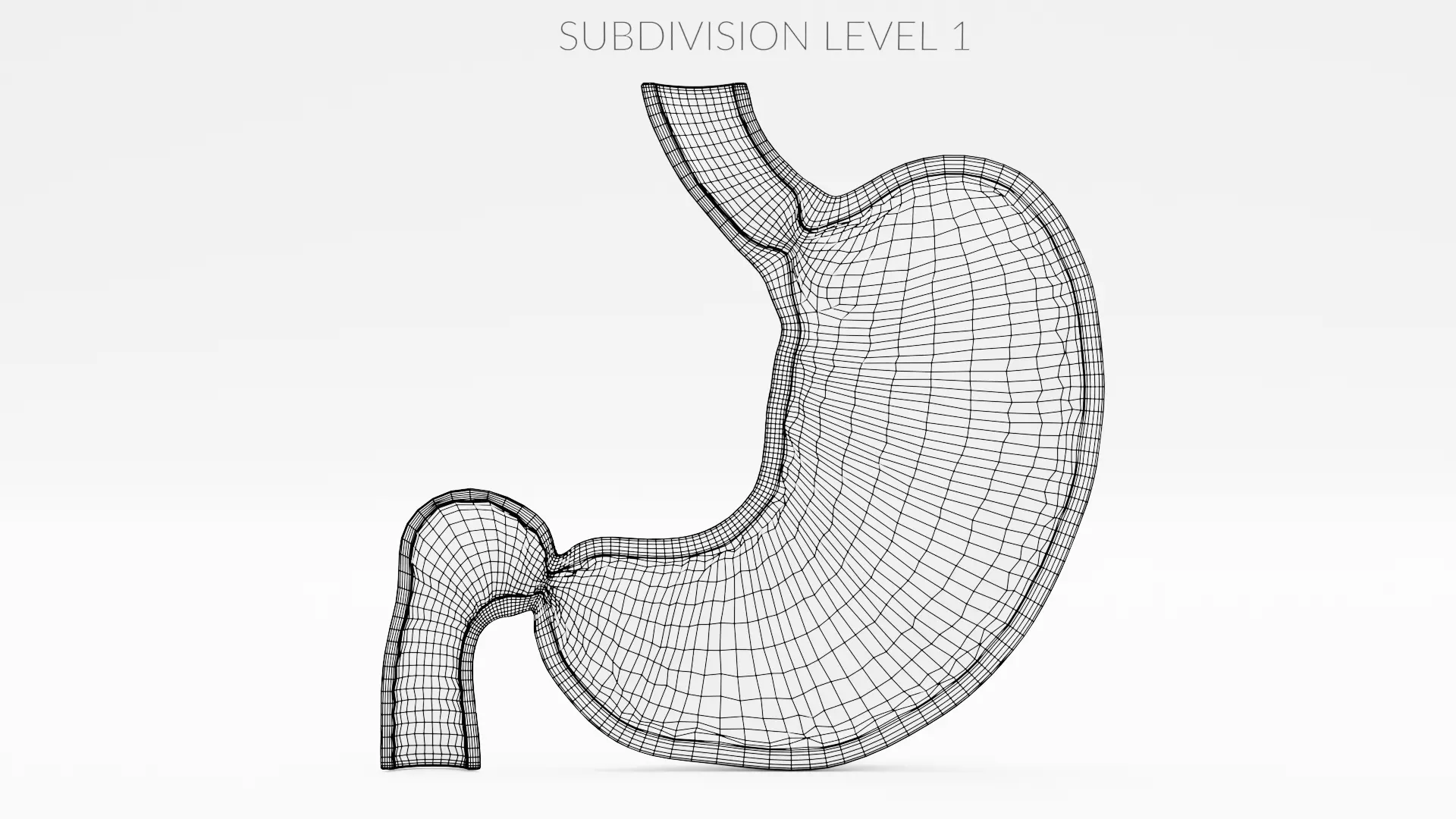 Stomach Cross-Section - Realistic Human Anatomy 3D model_14