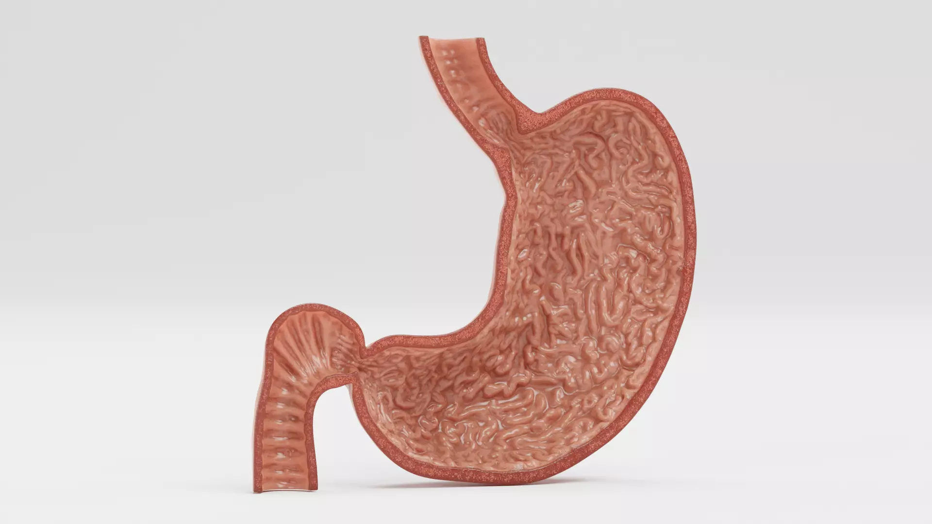 Stomach Cross-Section - Realistic Human Anatomy 3D model_9