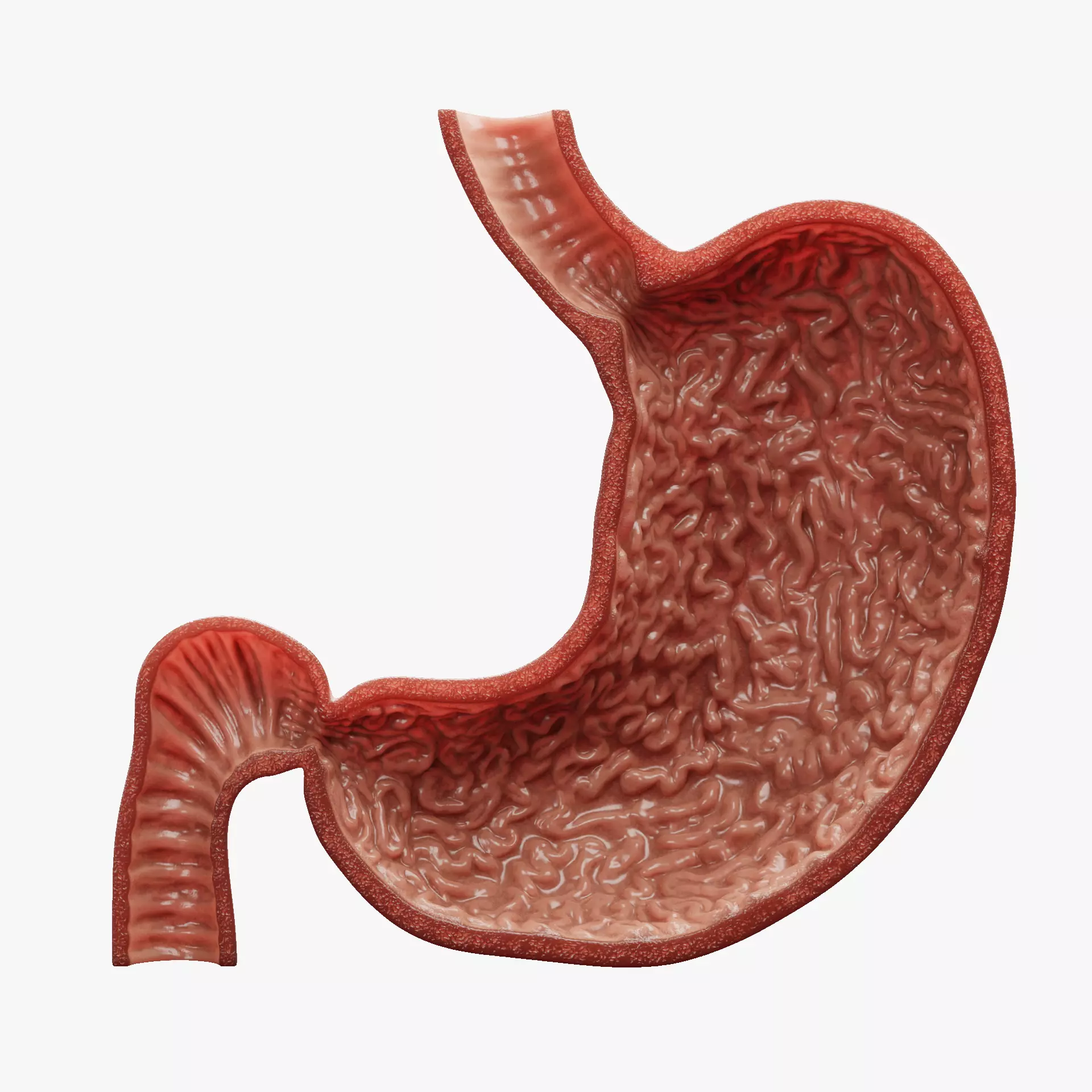 Stomach Cross-Section - Realistic Human Anatomy 3D model_17