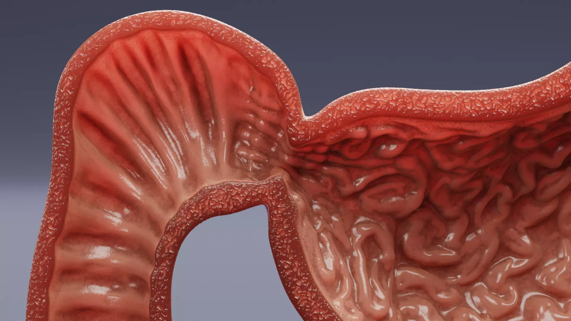 Stomach Cross-Section - Realistic Human Anatomy 3D model_8