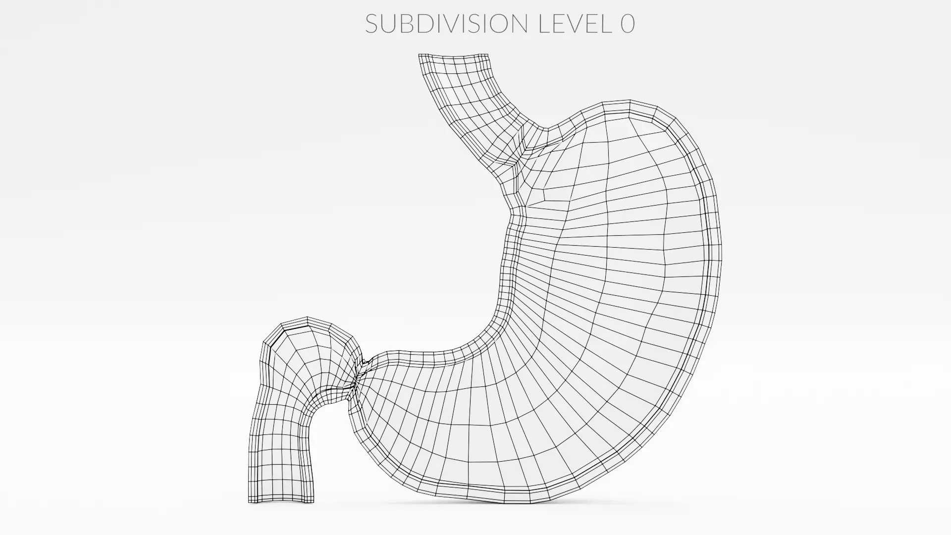 Stomach Cross-Section - Realistic Human Anatomy 3D model_13
