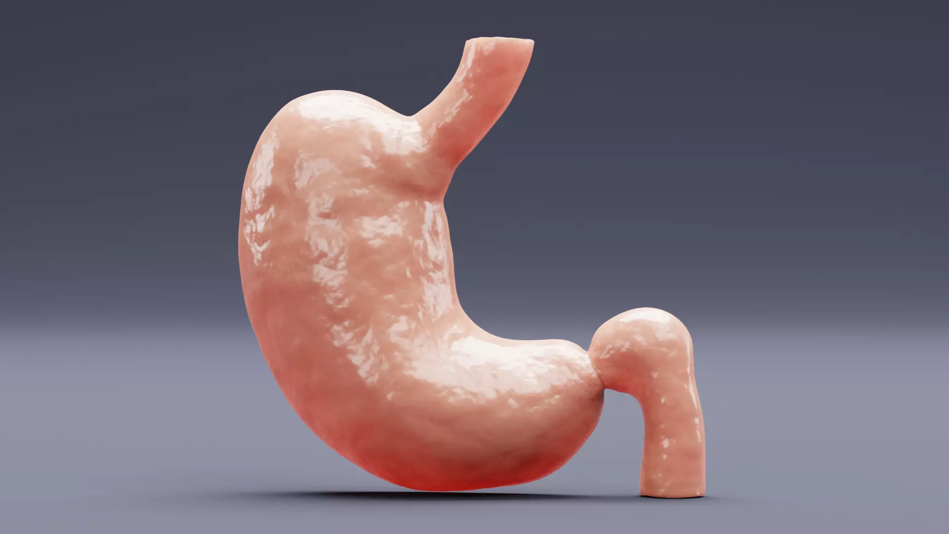 Stomach Cross-Section - Realistic Human Anatomy 3D model_3