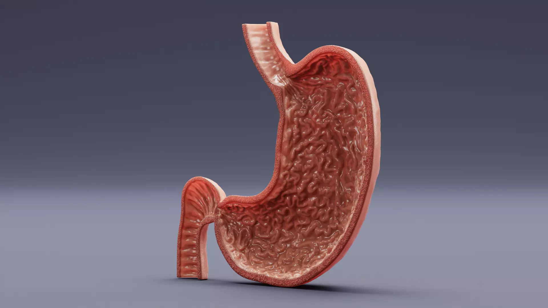 Stomach Cross-Section - Realistic Human Anatomy 3D model_5