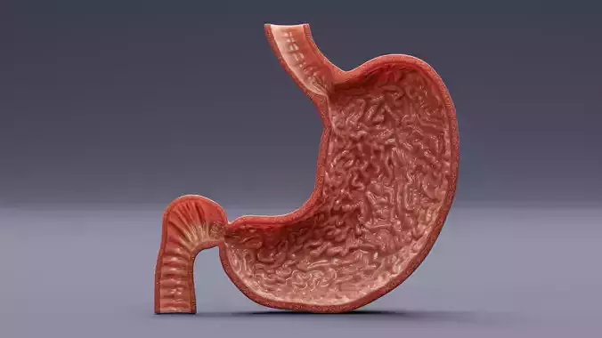 Stomach Cross-Section - Realistic Human Anatomy