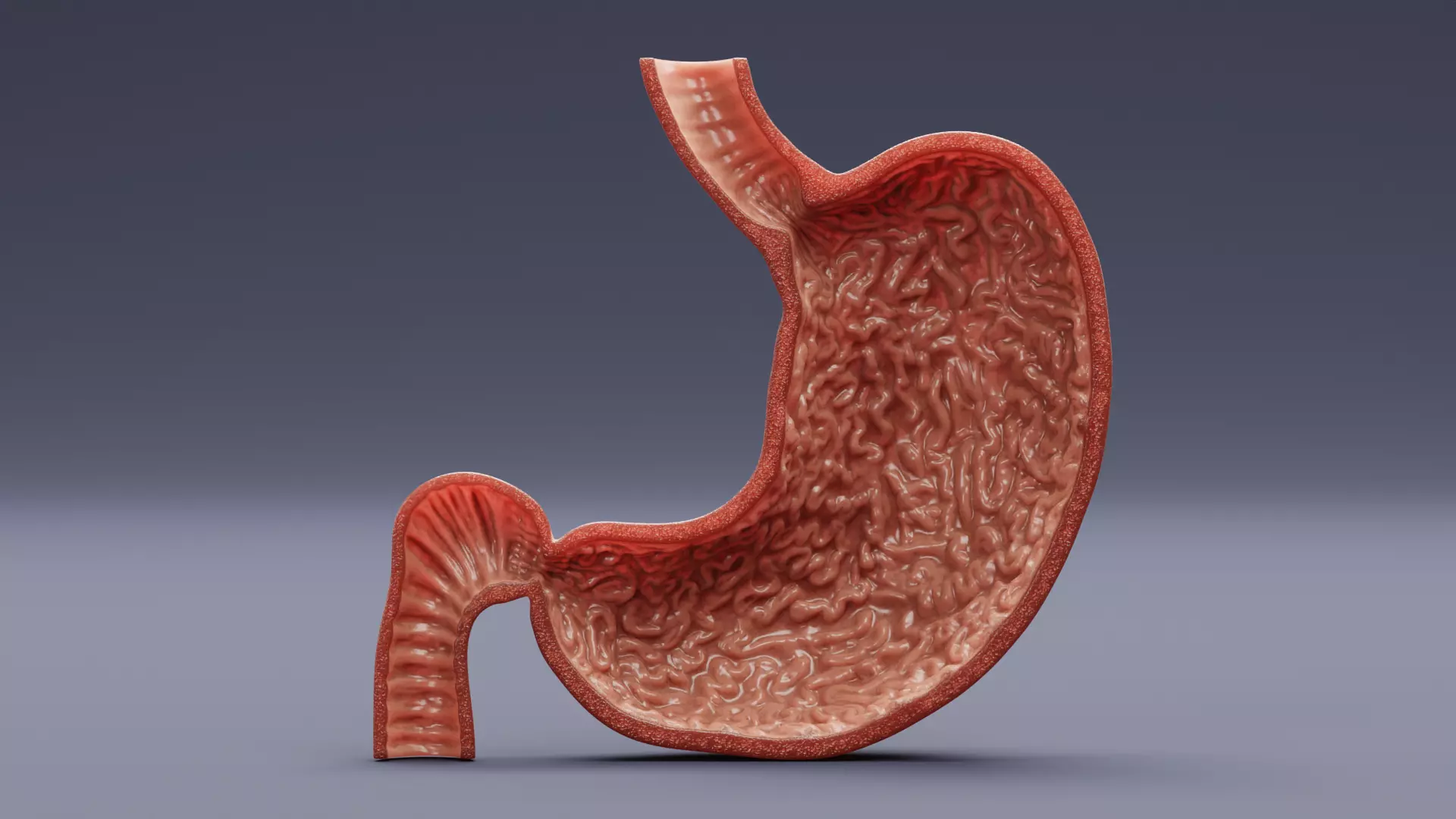 Stomach Cross-Section - Realistic Human Anatomy 3D model_0