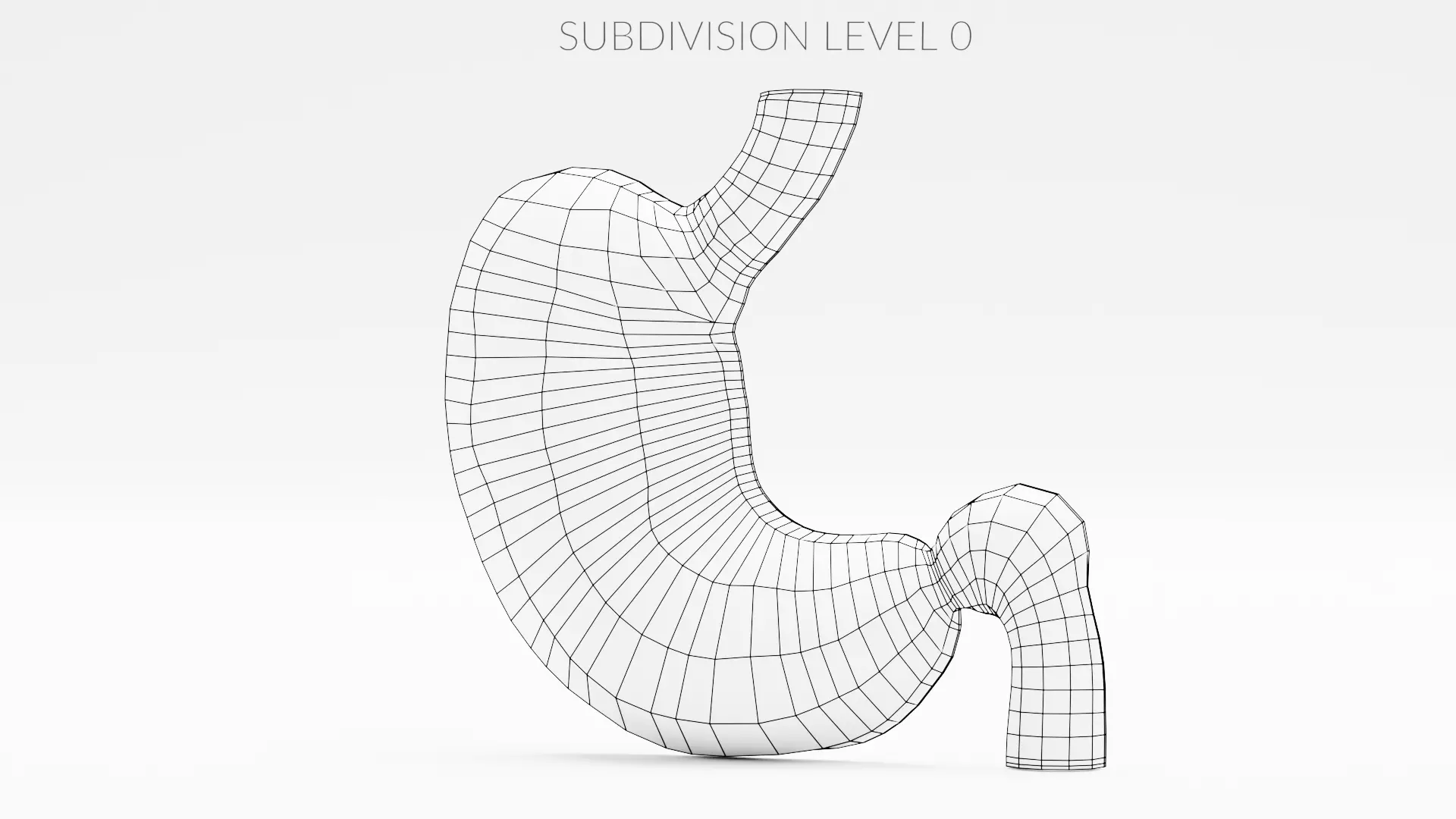 Stomach Cross-Section - Realistic Human Anatomy 3D model_15