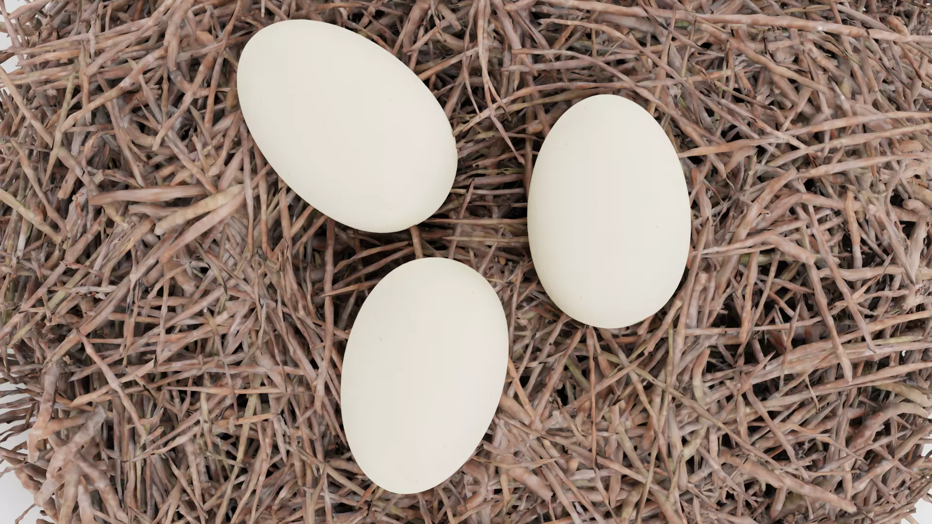 -Stork Nest with Eggs- 3D model_3