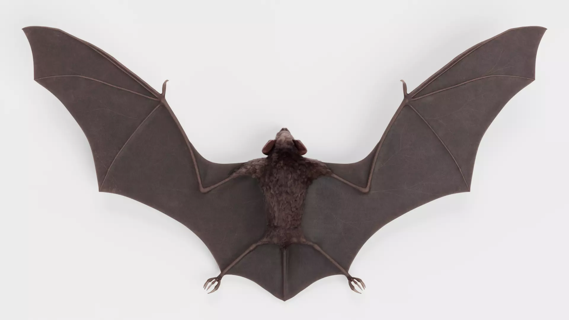 -Vampire Bat- 3D model_0