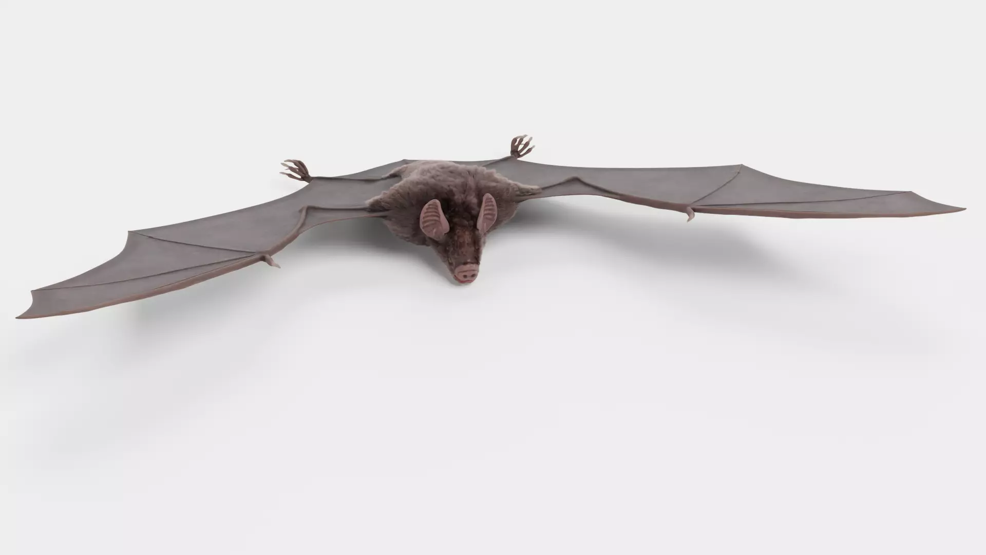 -Vampire Bat in Hanging Pose- 3D model_14