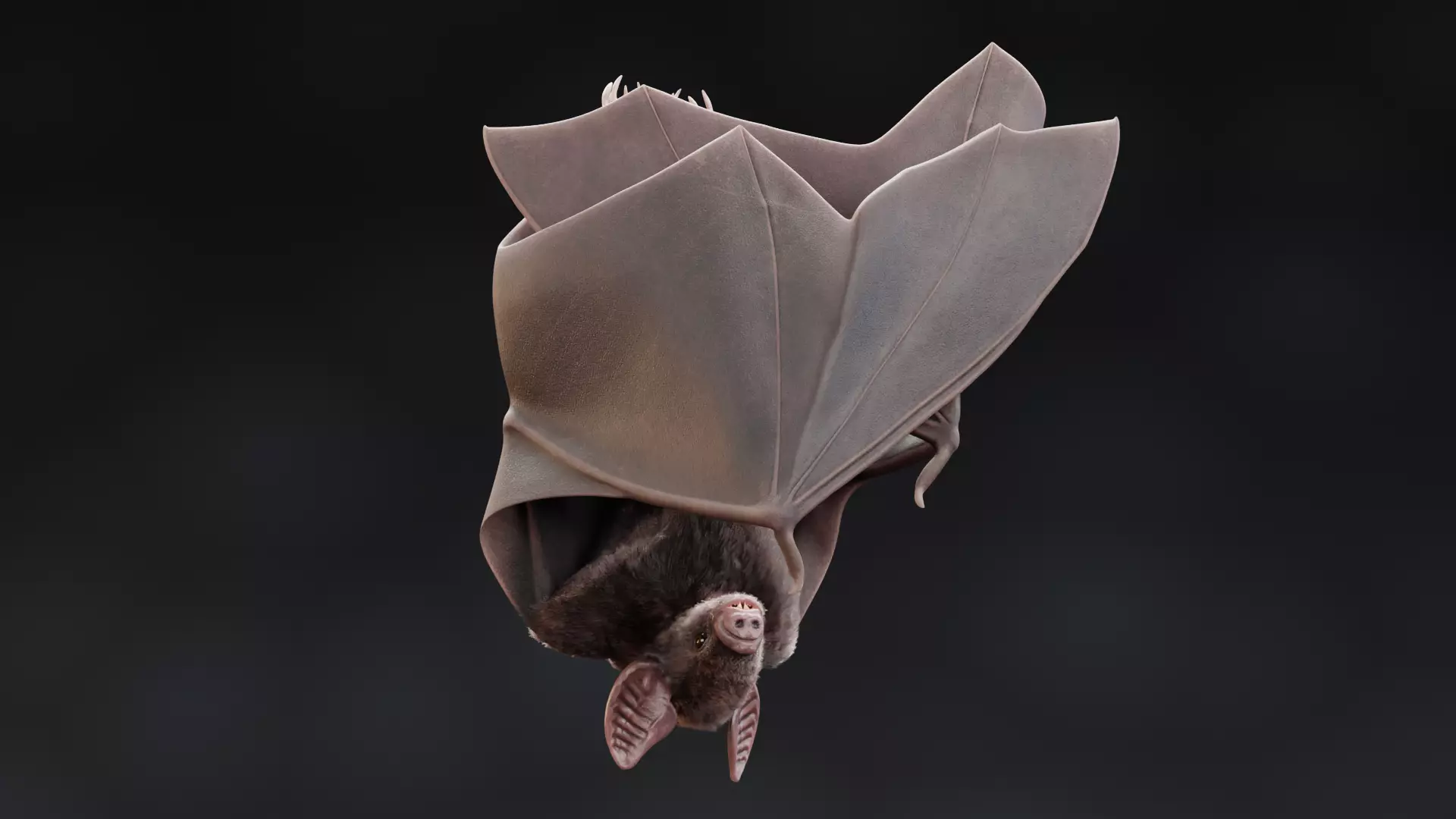 -Vampire Bat in Hanging Pose- 3D model_4