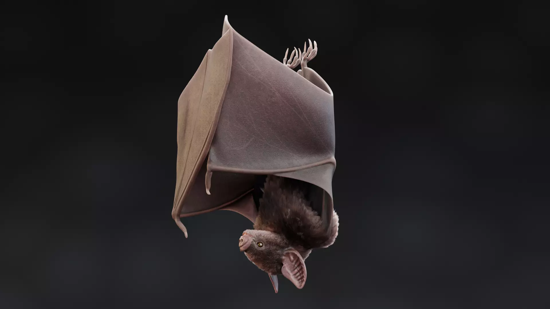 -Vampire Bat in Hanging Pose- 3D model_9