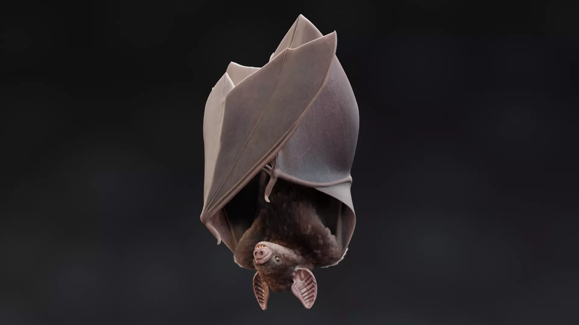 -Vampire Bat in Hanging Pose- 3D model_1