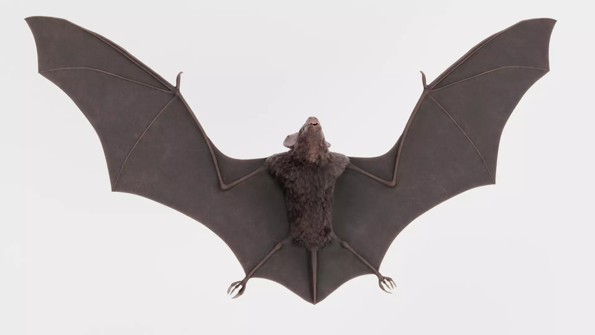 -Vampire Bat in Hanging Pose- 3D model_12