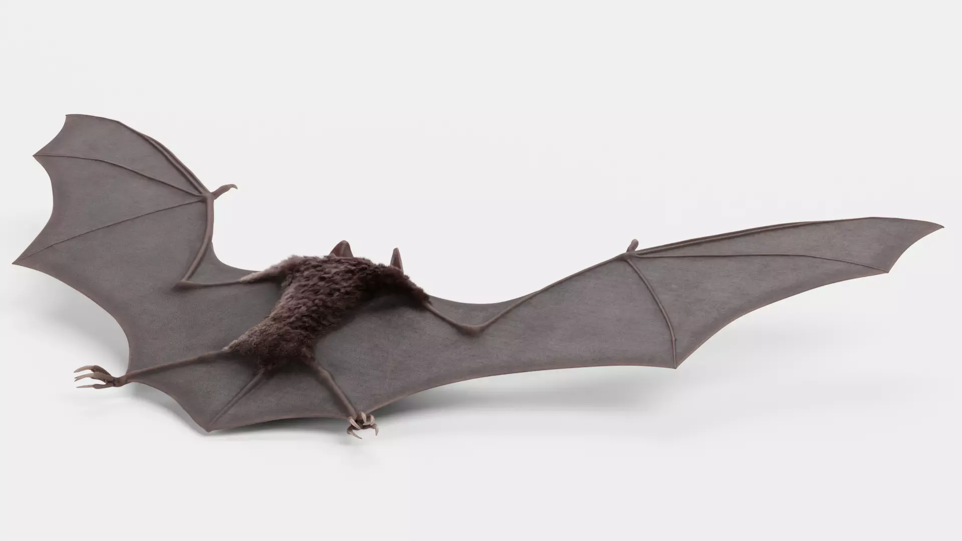 -Vampire Bat in Hanging Pose- 3D model_16