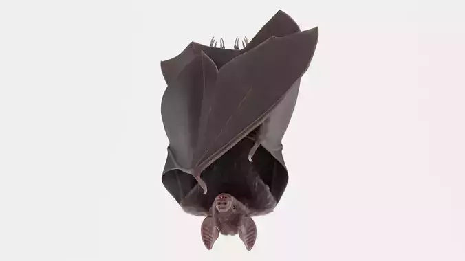 Vampire Bat in Hanging Pose - Rigged