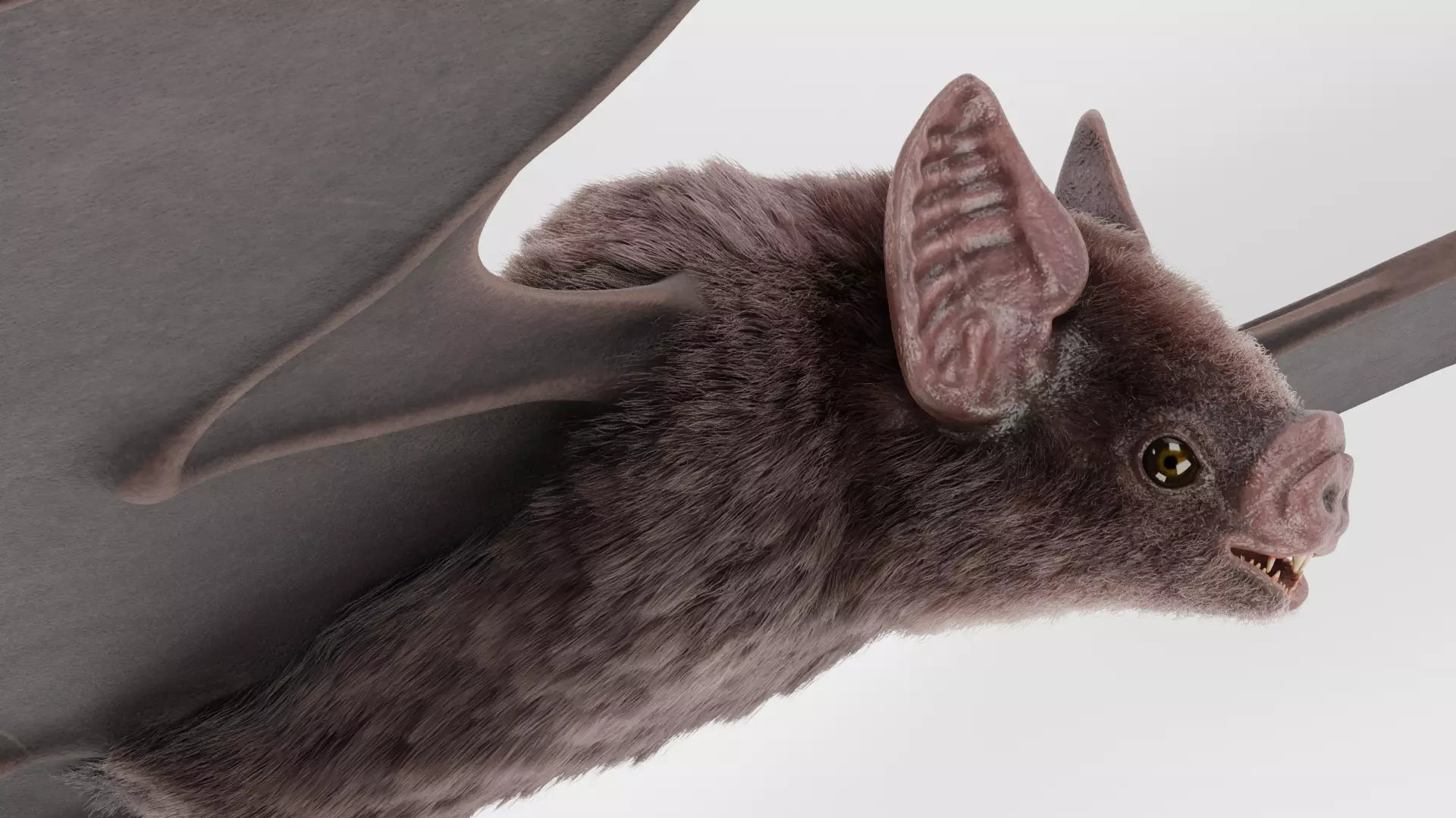 -Vampire Bat in Hanging Pose- 3D model_11