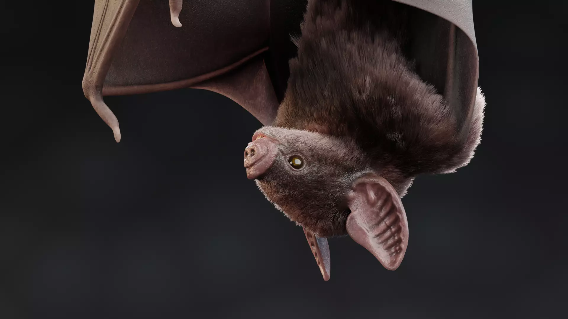 -Vampire Bat in Hanging Pose- 3D model_5