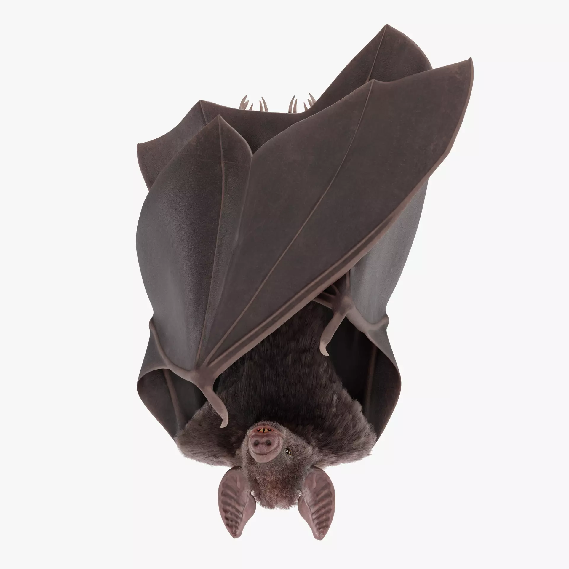 -Vampire Bat in Hanging Pose- 3D model_26
