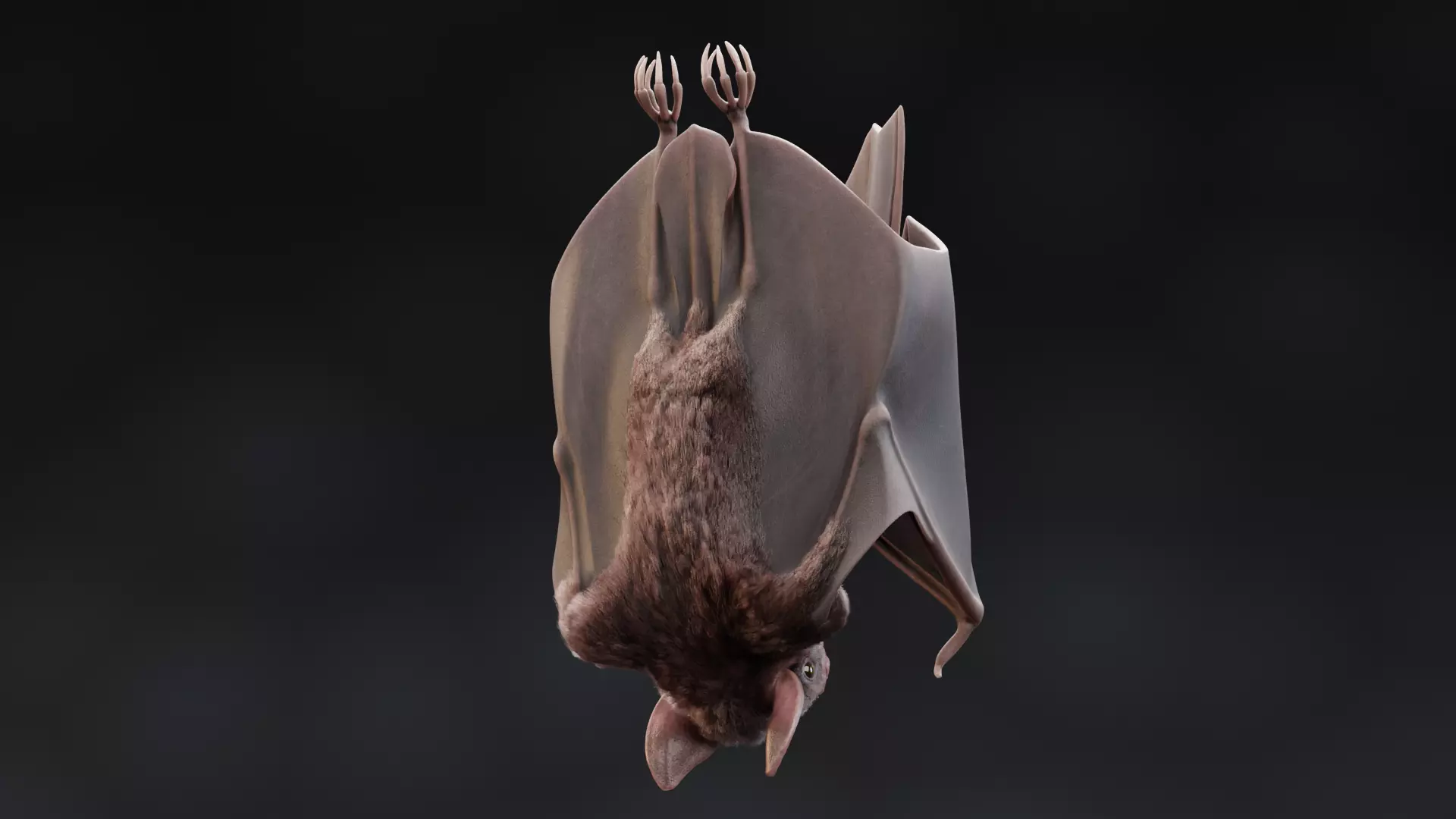-Vampire Bat in Hanging Pose- 3D model_3
