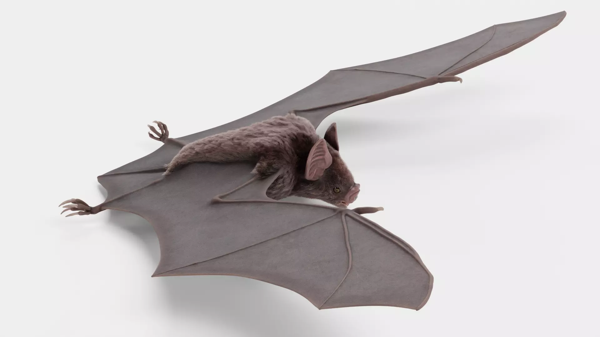 -Vampire Bat in Hanging Pose- 3D model_15