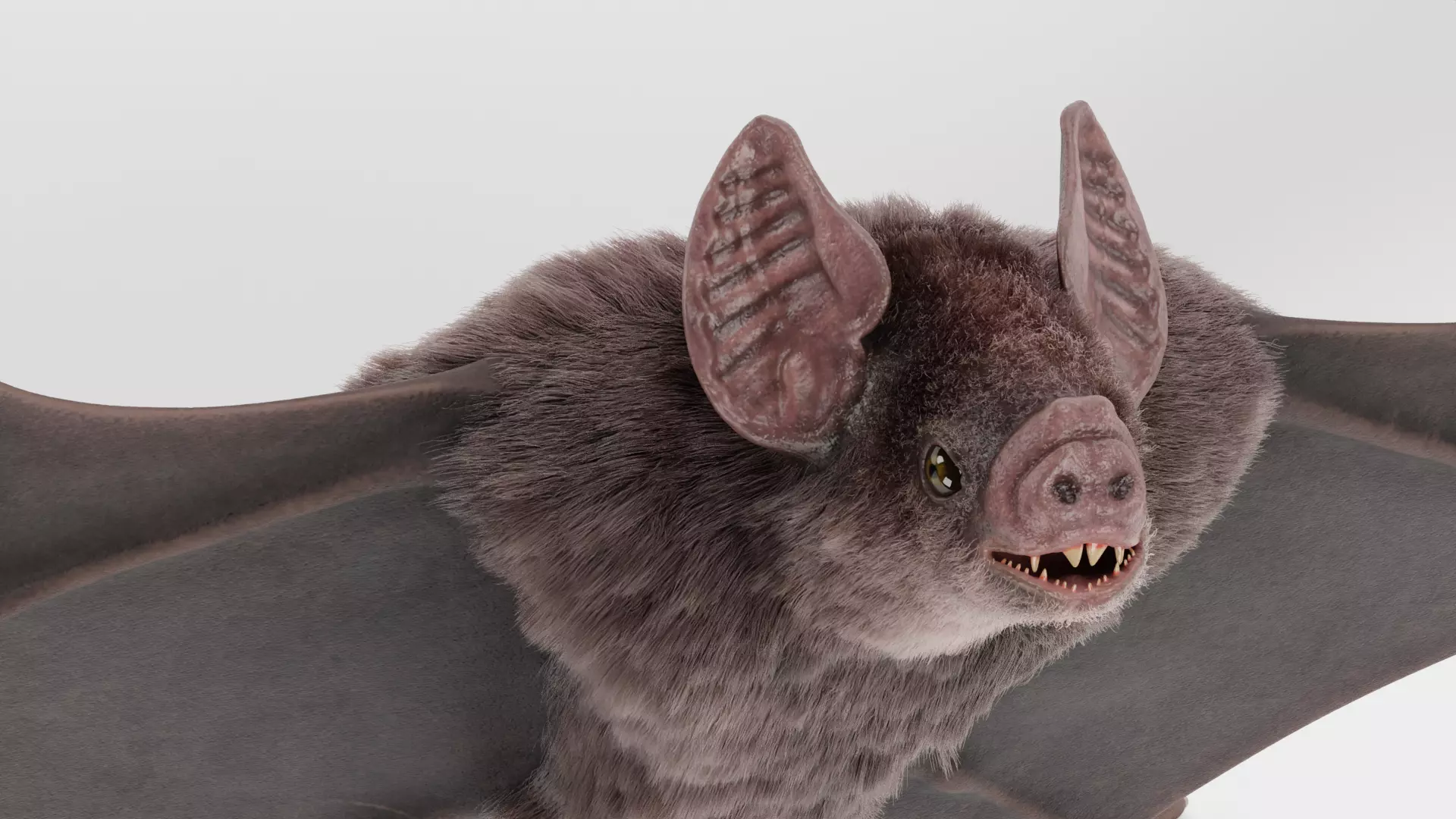 -Vampire Bat RIGGED with flying pose- 3D model_5