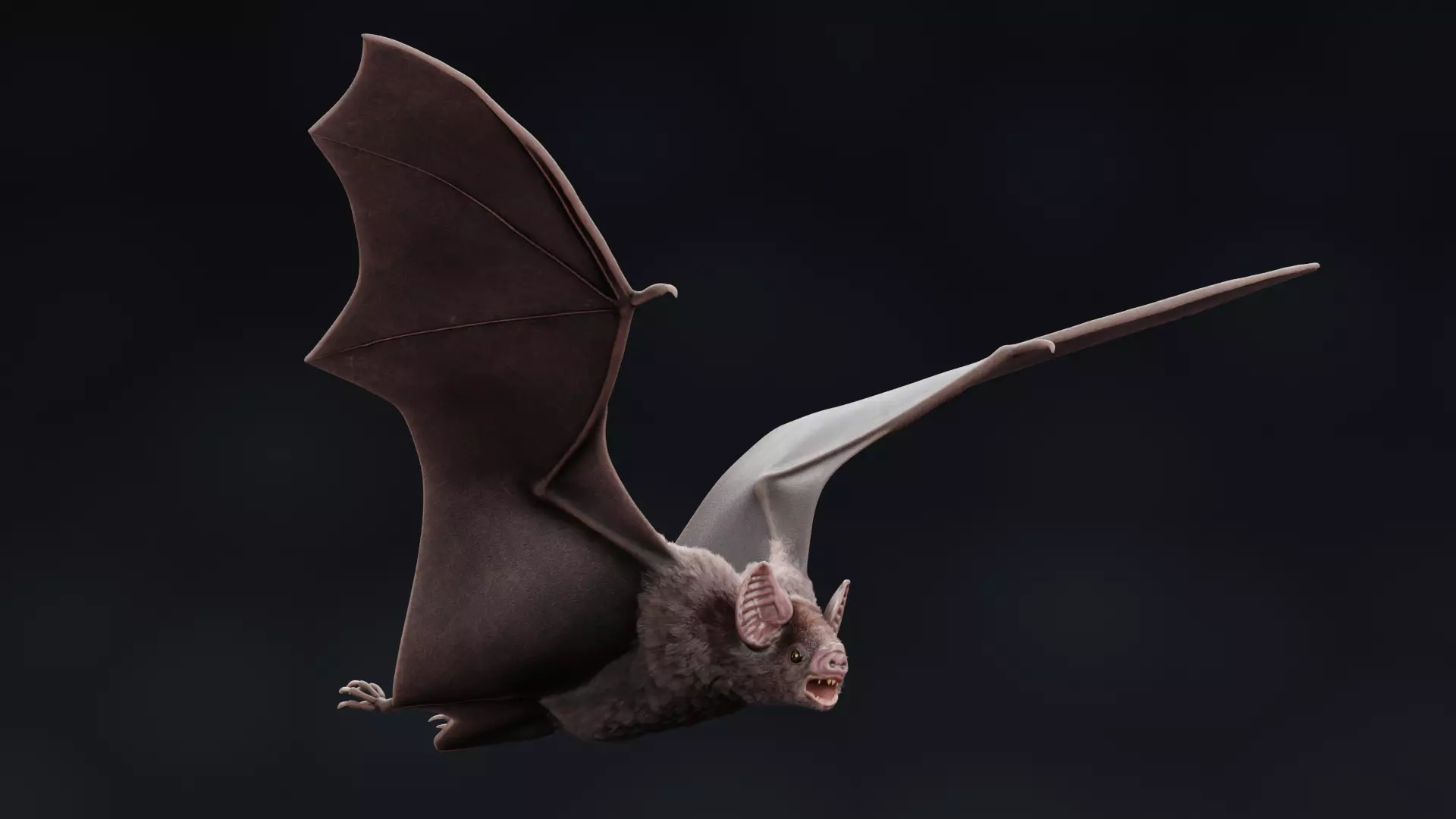 -Vampire Bat RIGGED with flying pose- 3D model_8