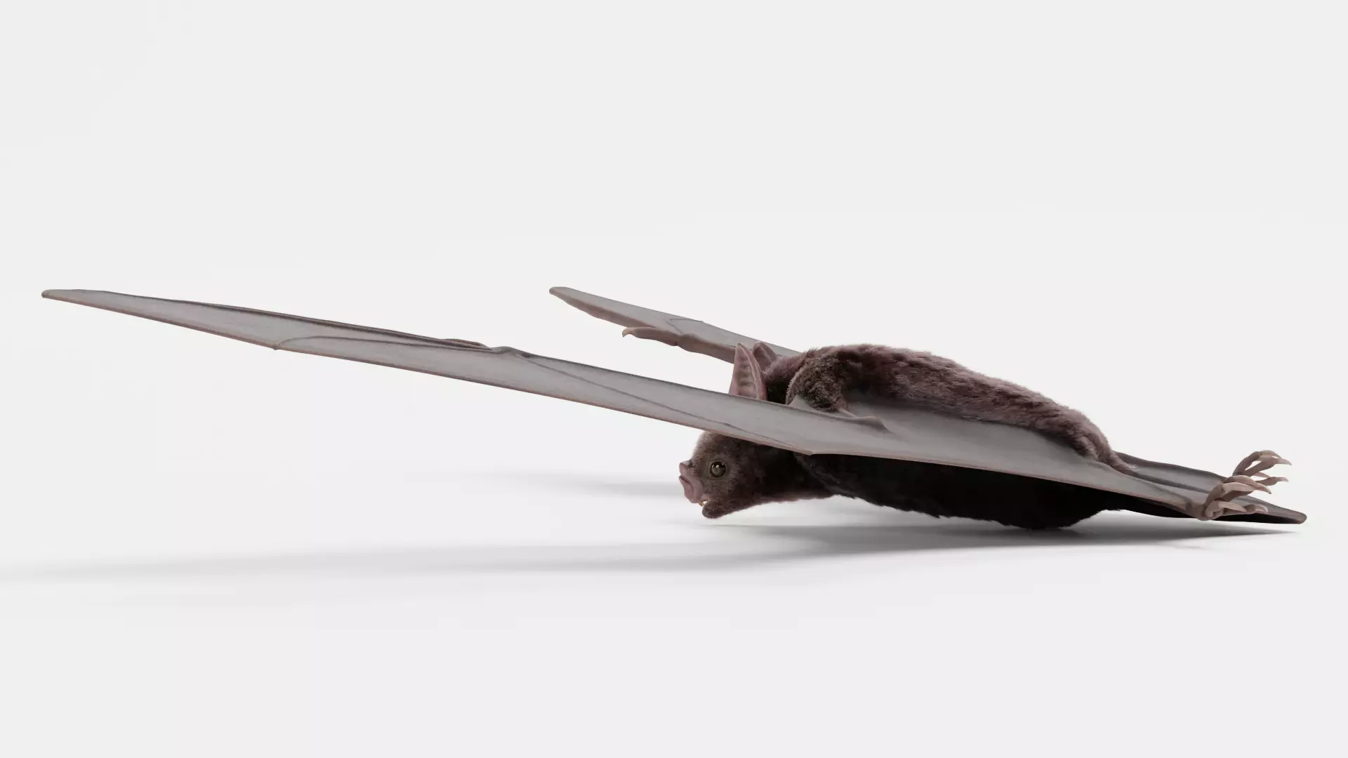 -Vampire Bat RIGGED with flying pose- 3D model_14