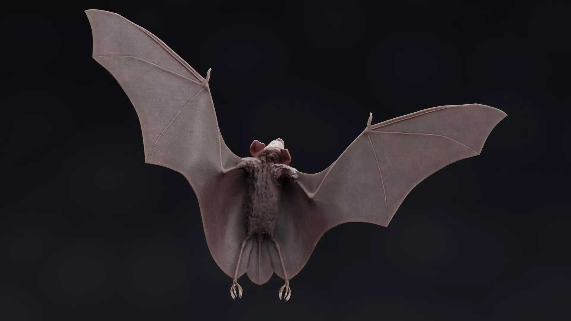 -Vampire Bat RIGGED with flying pose- 3D model_1