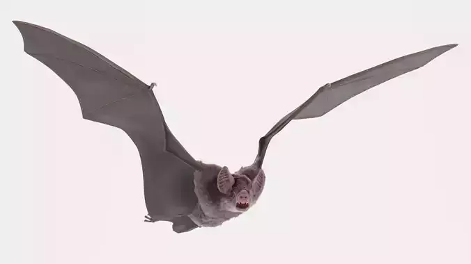 Vampire Bat in Flying Pose - Rigged 