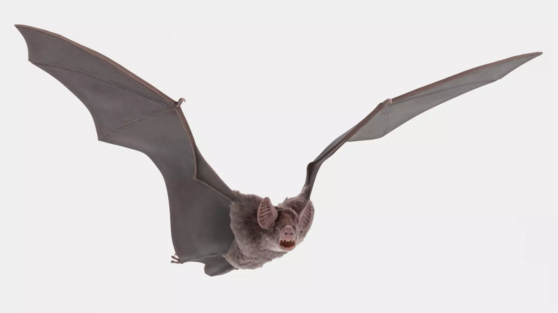 -Vampire Bat RIGGED with flying pose- 3D model_0