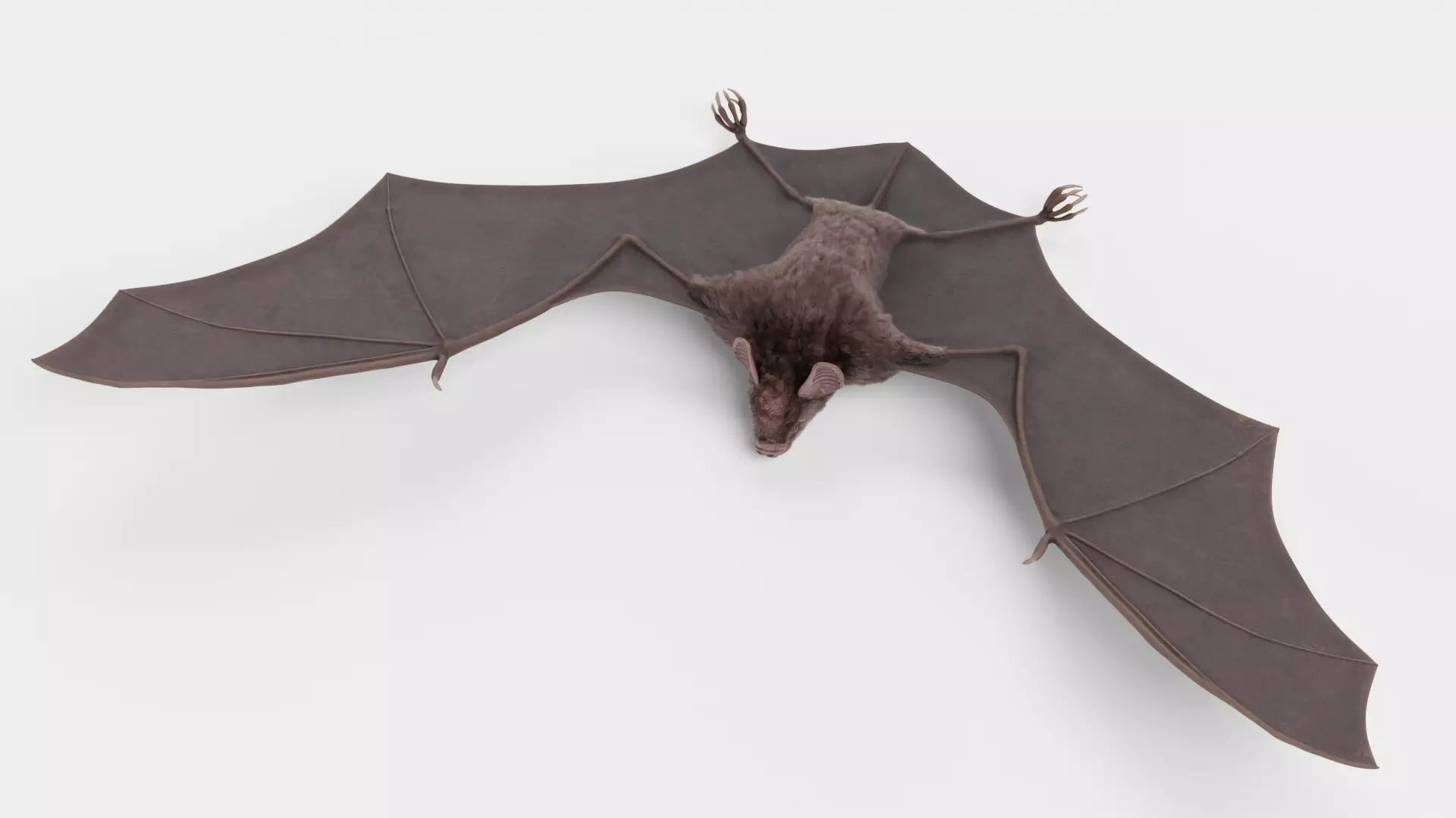-Vampire Bat RIGGED with flying pose- 3D model_15