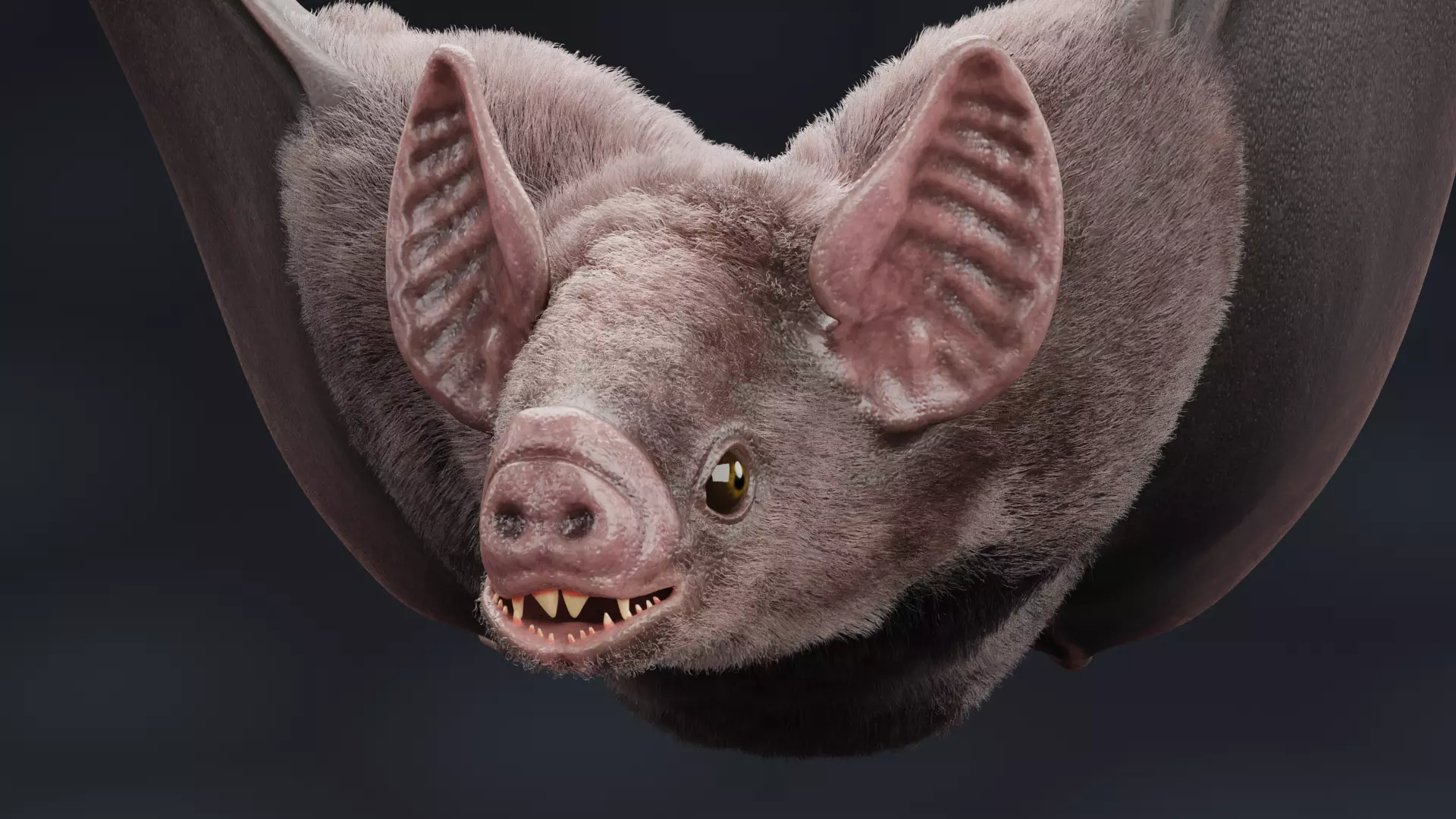 -Vampire Bat RIGGED with flying pose- 3D model_12