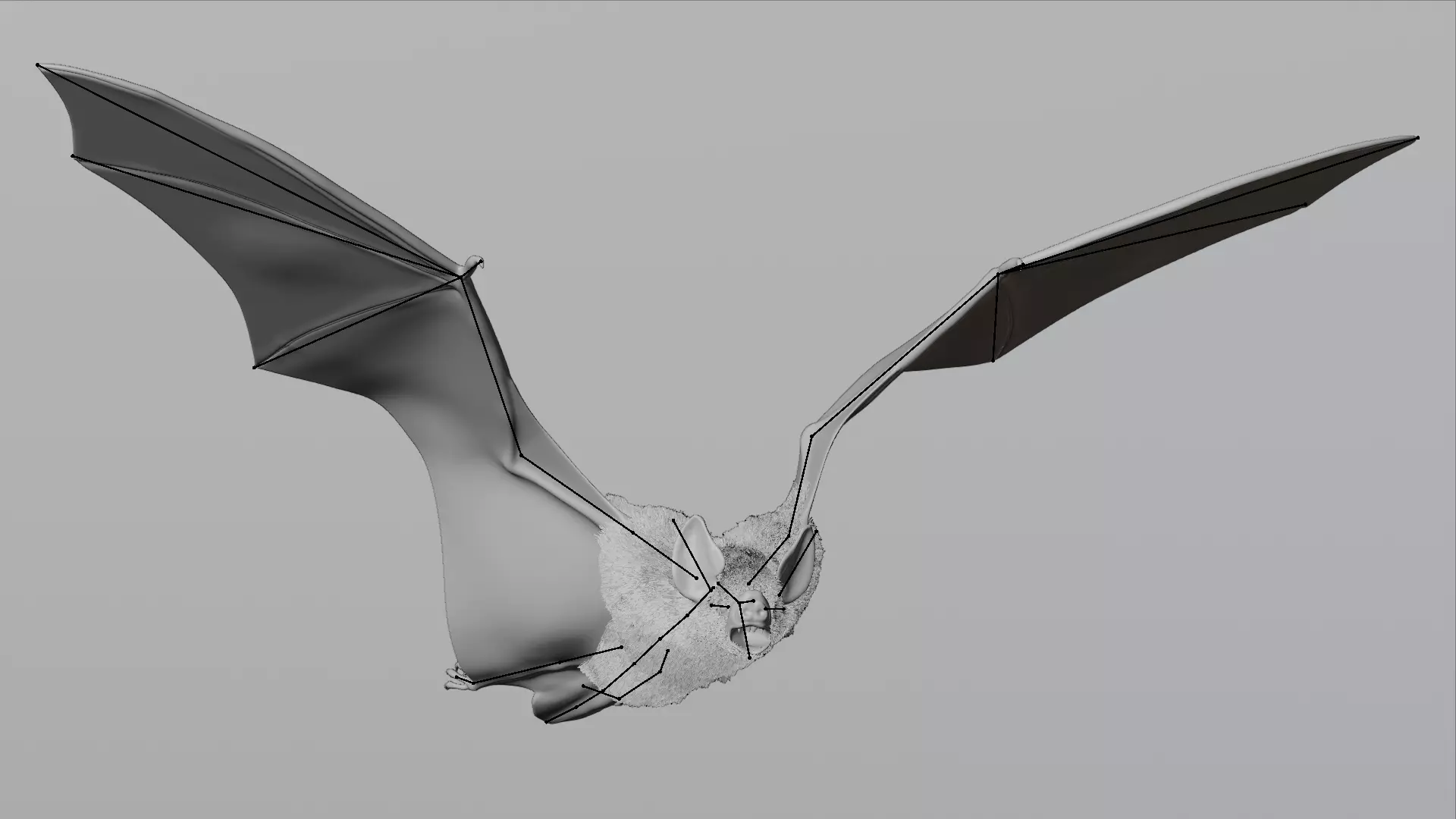 -Vampire Bat RIGGED with flying pose- 3D model_2