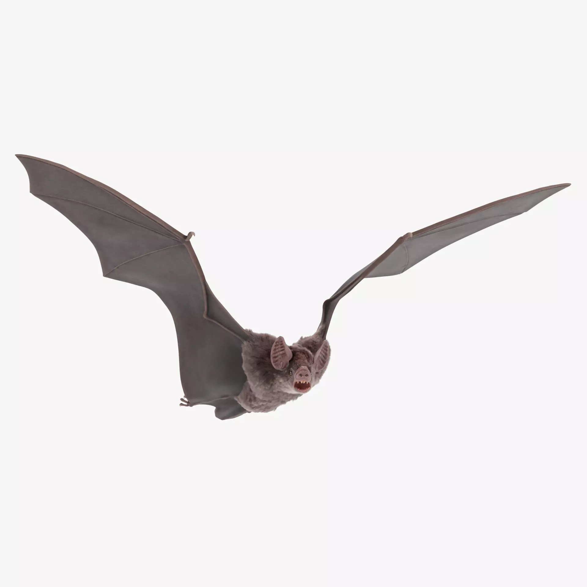 -Vampire Bat RIGGED with flying pose- 3D model_28