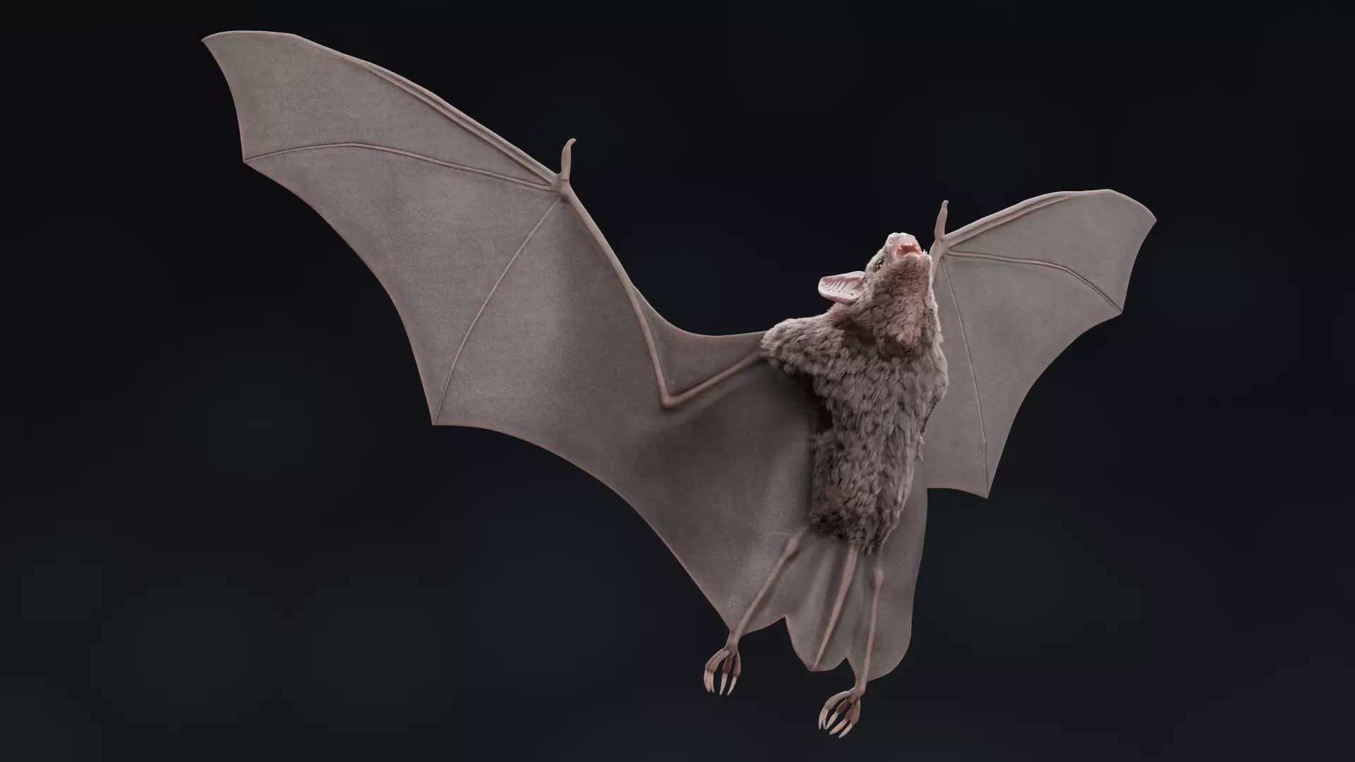 -Vampire Bat RIGGED with flying pose- 3D model_11