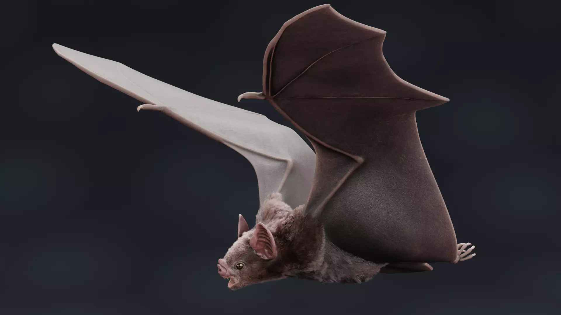 -Vampire Bat RIGGED with flying pose- 3D model_9