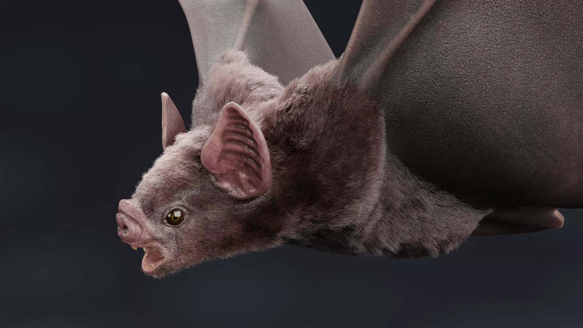 -Vampire Bat RIGGED with flying pose- 3D model_6