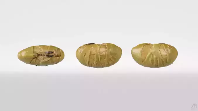 Edamame Bean 3D model 5