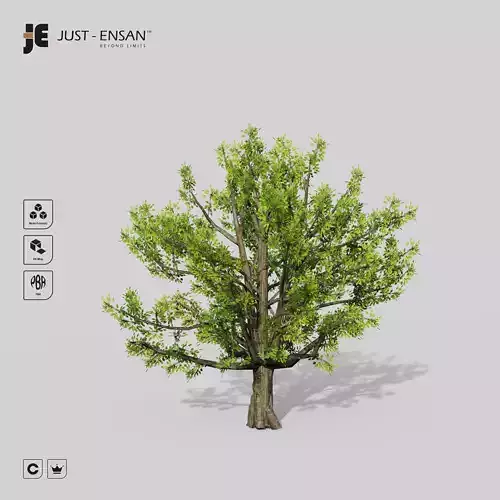 Cinnamomum Camphora Tree