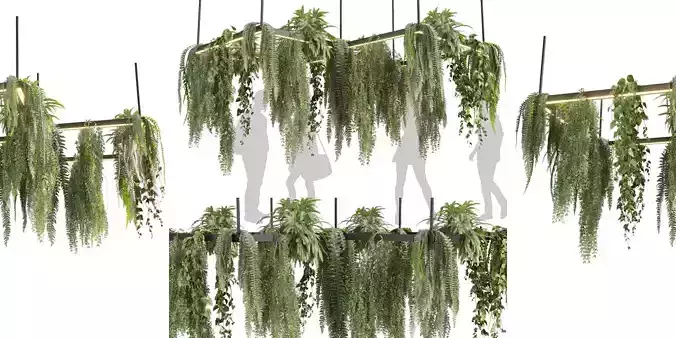 Collection plant vol 608 Hanging Pothos Fern Chandelier Ampelous